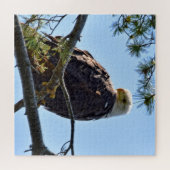 Puzzle Bald Eagle Perch - 20x20 - 676 pcs. (Horizontal)