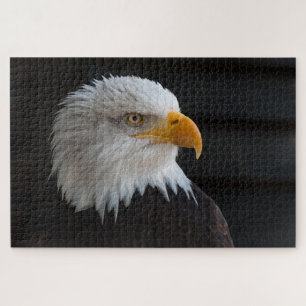 Puzzle Bald head eagle