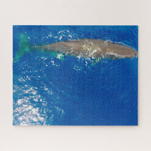 Puzzle Baleine de Sperm