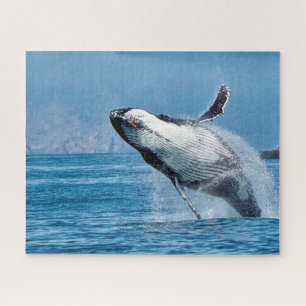 Puzzle Baleines à bosse de Jigsaw.