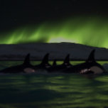 Puzzle Baleines tueuses sous l'Aurora - Orca<br><div class="desc">Plongez-vous dans le mystère et la beauté de l'océan et de l'aurore boréale avec ce puzzle époustouflant qui présente un pod d'orques nageant la nuit tandis qu'une aurore époustouflante jette une lueur verte sur les eaux sombres. Avec jusqu'à 1014 pièces, ce puzzle présente un défi à la fois satisfaisant et...</div>