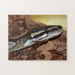 Puzzle Ball Python Snake
