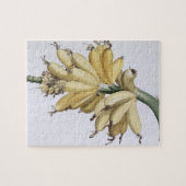 Puzzle Banane, 1816 (Horizontal)