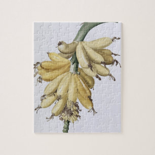 Puzzle Banane, 1816