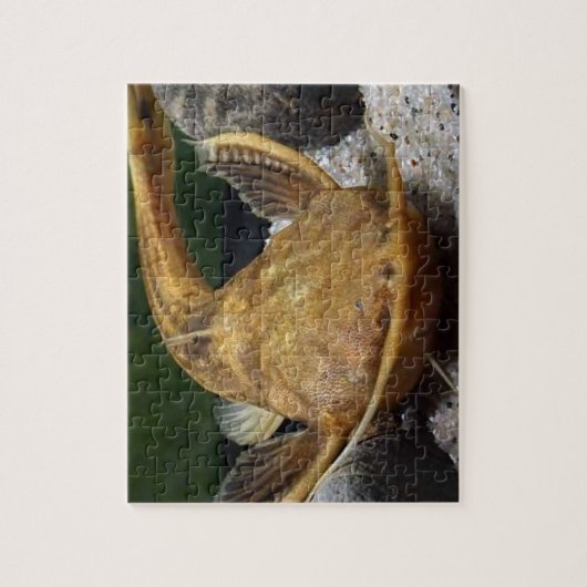 Puzzle Banjo Catfish (Vertical)