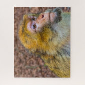 Puzzle Barbary Apes. (Vertical)