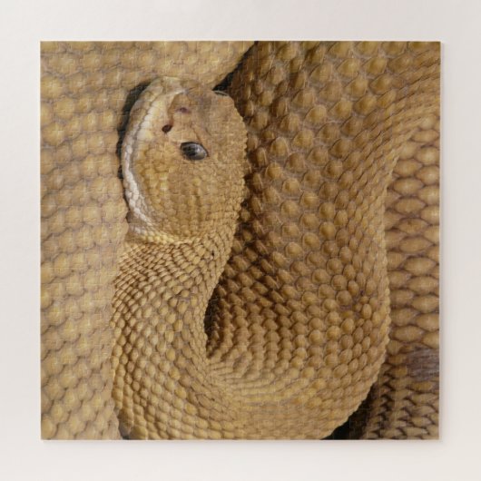 Puzzle Basilisk Viper Rattlesnake (Horizontal)