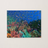 Puzzle Basslets Fées en banc (Pseudanthias (Horizontal)