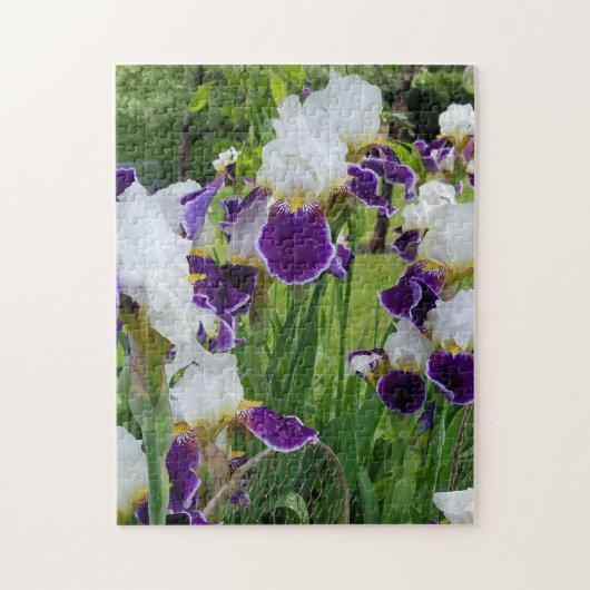 Puzzle Bearded Irises Spring Flowers (Vertical)