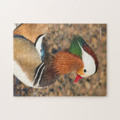 Puzzle Beau canard Mandarin sur les rochers (Horizontal)