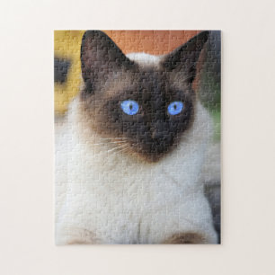 Puzzle Beau chat chaton siamois Kitten