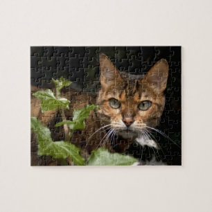 Puzzle Beau chat du Bengale