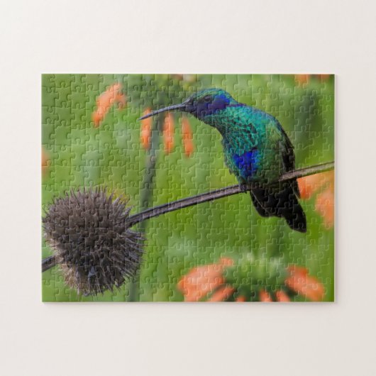 Puzzle Beau colibri (Horizontal)