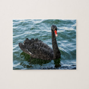 Puzzle Beau cygne noir
