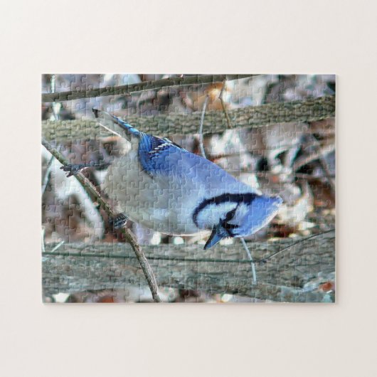 Puzzle Beau Jay Bleu (Horizontal)