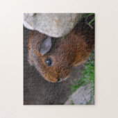 Puzzle Beau, Lisse, Or Agouti Guinée Pig (Vertical)