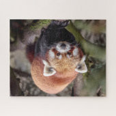 Puzzle Beau Panda Rouge sur une Branche (Horizontal)