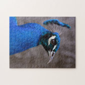 Puzzle Beau paon (Horizontal)
