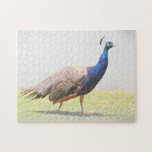 Puzzle Beau Peacock Bird (Horizontal)