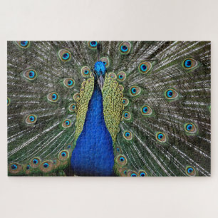 Puzzle Beau profil Peacock