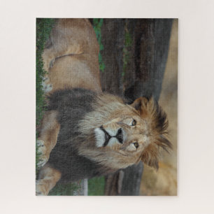 Puzzle Beau repos du lion nord-africain