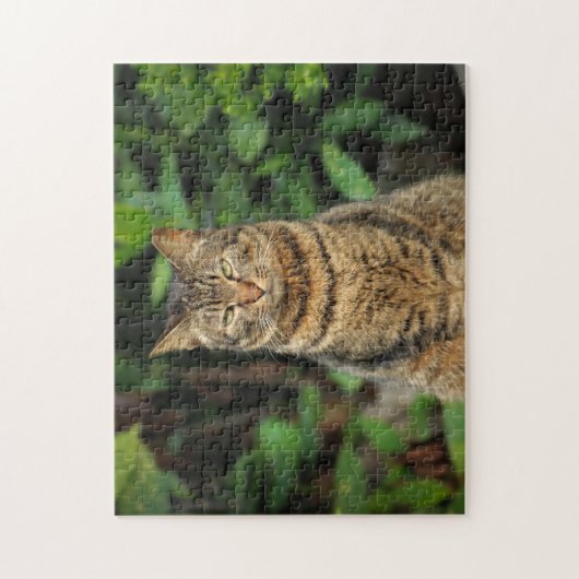 Puzzle Beau Tabby Cat (Vertical)