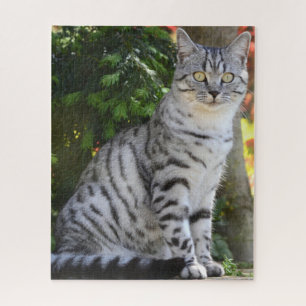 Puzzle Beau tabby gris