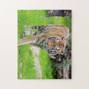 Puzzle Beau tigre
