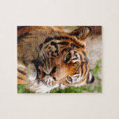 Puzzle Beau visage de tigre (Horizontal)