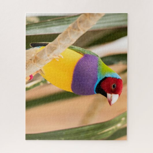 Puzzle Beautiful Colorful Zebra Finch Bird (Vertical)