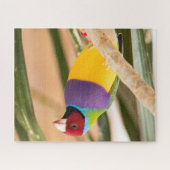 Puzzle Beautiful Colorful Zebra Finch Bird (Horizontal)