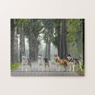 Puzzle Beautiful Husky Dogs on Nature Trail