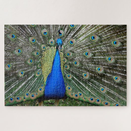 Puzzle Beautiful Peacock Profile (Horizontal)