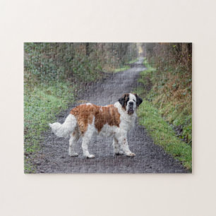 Puzzle Beautiful  Saint Bernard dog