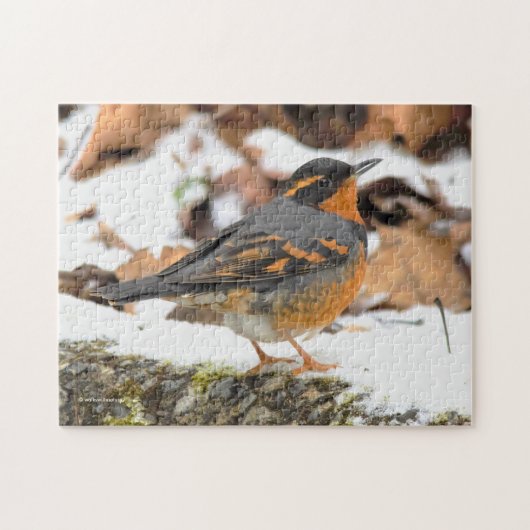 Puzzle Beautiful Varied Thrush Songbird in the Snow (Horizontal)