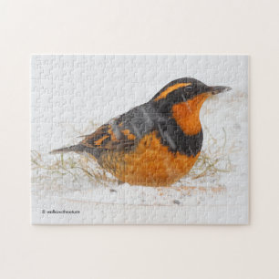 Puzzle Beautiful Varied Thrush Songbird in the Snow