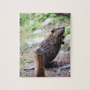 Puzzle Beaver