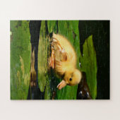 Puzzle Bébé Canard reposant sur Lily Pad (Horizontal)
