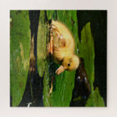 Puzzle Bébé Canard reposant sur Lily Pad (Horizontal)