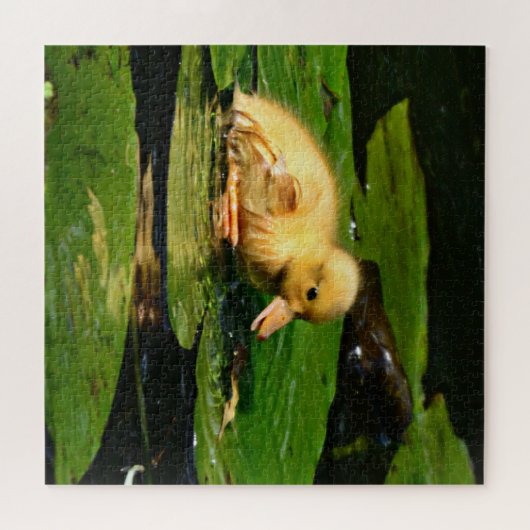 Puzzle Bébé Canard reposant sur Lily Pad (Horizontal)