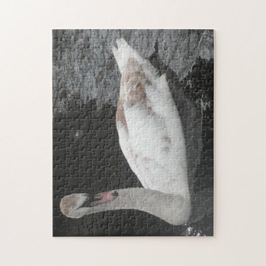 Puzzle Bébé Cygne Nageant (Vertical)