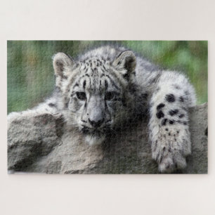Puzzle Bébé Leopard blanc vous regardant d'un rocher