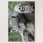 Puzzle Bébé Leopard blanc vous regardant d'un rocher (Vertical)