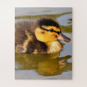 Puzzle Bébé Mallard Duck Swimming