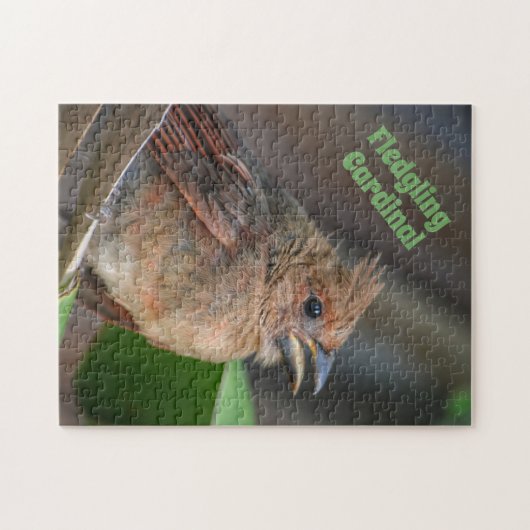 Puzzle Bébé mignon Cardinal Oiseau Photographie Nature (Horizontal)