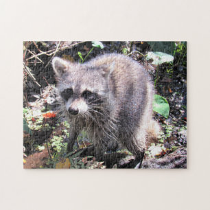 Puzzle Bébé mignon Raccoon de recherche de nourriture puz