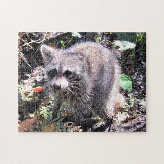 Puzzle Bébé mignon Raccoon de recherche de nourriture puz (Horizontal)