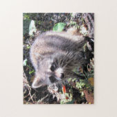 Puzzle Bébé mignon Raccoon de recherche de nourriture puz (Vertical)