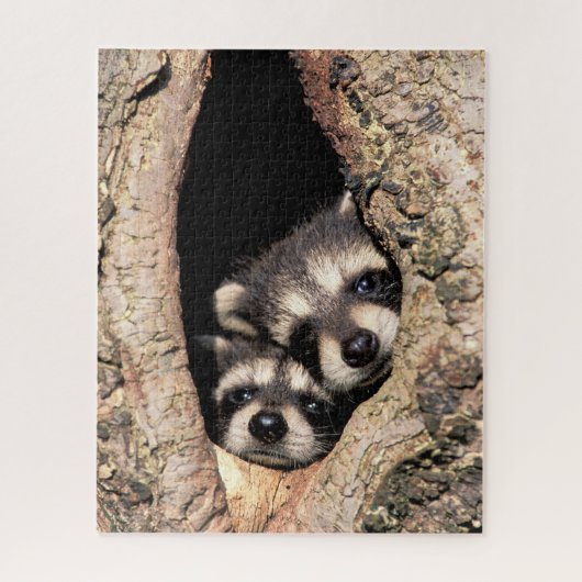 Puzzle Bébé Raccoons se jetant dans l'arbre (Vertical)