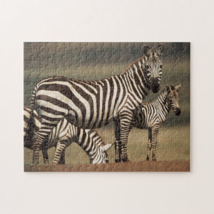 Puzzle Bébé zèbre de Burchell avec sa mère